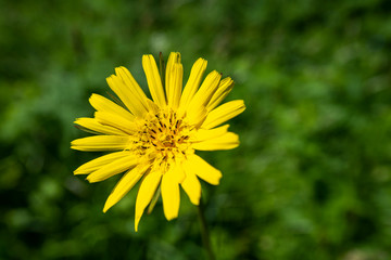 fleur jaune de printemps