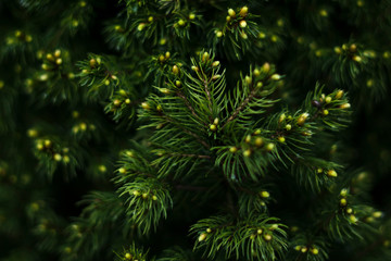Fototapeta na wymiar green pine needles