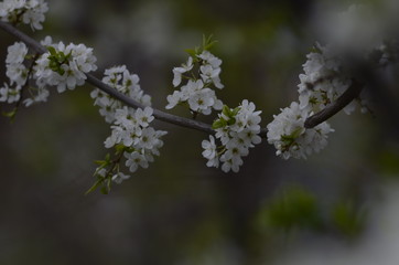 Это цветущие плодовые растения в Сибири 