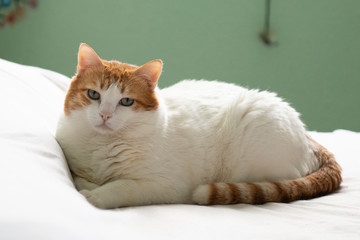 Obraz premium The Chubby cat lying down