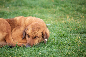 dog lying on grass
