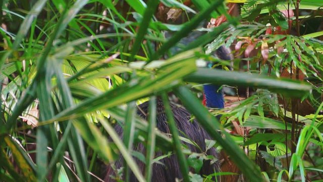 Australian colorful cassowary is hiding in the forest
