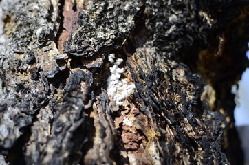 This is the bark of a coniferous tree in Siberia on lake Baikal