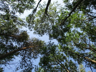 sky and tree