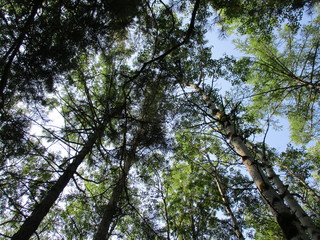 trees in the forest