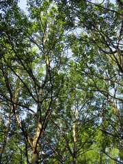 trees in the forest