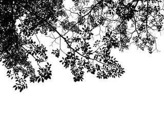 silhouette leaf of tree on white background