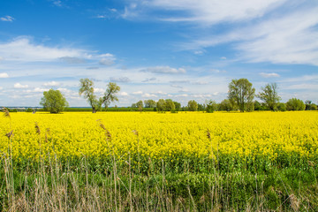 Rapeseed field, trees and blue sky. Beautiful spring landscape in Poland.