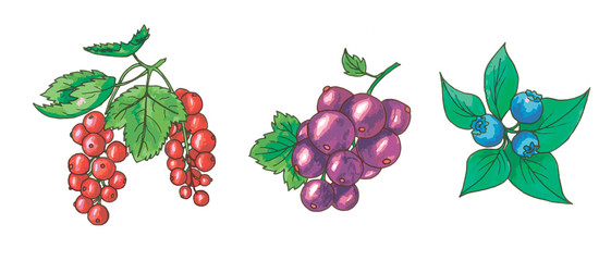 Currant and blueberry berries. Bright juicy berries. Beautiful illustration.