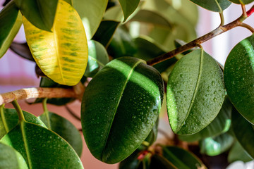 Green ficus leaves in the interior, close-up leaves, thick leathery oval leaves, water drops on the leaves after spraying
