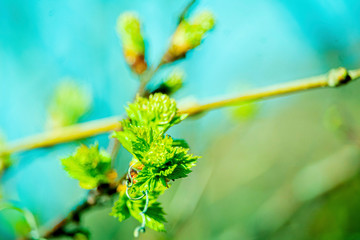 the kidneys, tree, screen, branch, april, spring