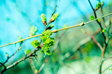 the kidneys, tree, screen, branch, april, spring