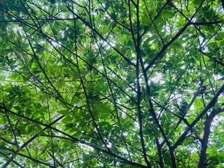 green leaves background
