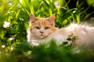 Naklejka na ściany i meble A beautiful luxurious fluffy cat lies in the green grass and basks in the sun, a rest for the animal, summer in the yard
