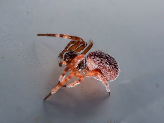 Hairy Spider with big eyes and fangs found in a back yard of my house Sydney Australia 