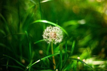 Blurred nature background. Dandelion in the grass