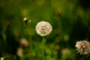 Blurred nature background. Dandelion in the grass