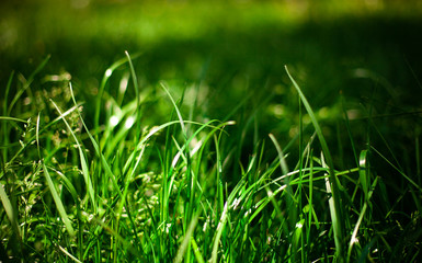 Fresh green grass background in sunny summer day in park