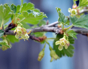 white small flowers currant gooseberry and honeysuckle close up bloom in the garden in summer and...