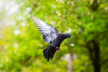 Pigeon in motion in flight photo in action, wingspan on a green background
