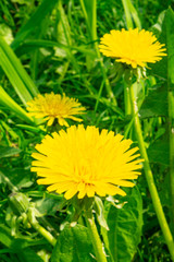 Yellow dandelions in the green grass. The first spring flowers. Close up.