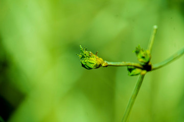 the kidneys, tree, screen, branch, april, spring