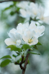 white fragrant Apple blossoms in the spring garden