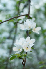 Obraz na płótnie Canvas white fragrant Apple blossoms in the spring garden