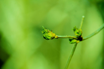 the kidneys, tree, screen, branch, april, spring