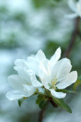 white fragrant Apple blossoms in the spring garden
