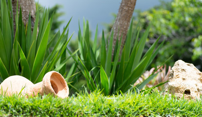 centro de roca, plantas basija