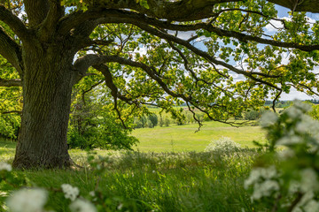 oak tree in the park in spring