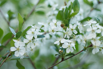 white fragrant cherry flowers in the spring garden