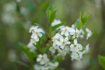 white fragrant cherry flowers in the spring garden