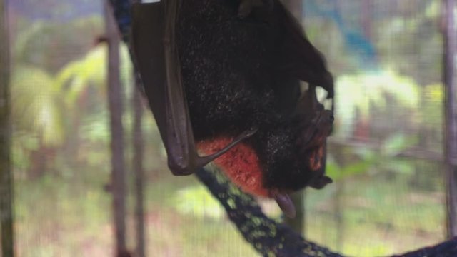 Australian fruit bat grooming, feeding and stretching upside down