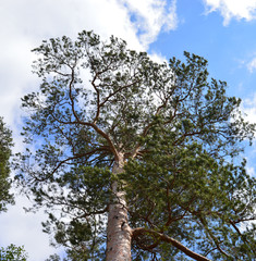 Fototapeta premium green forest trees on a mountain on the river Bank against the blue sky on a summer day