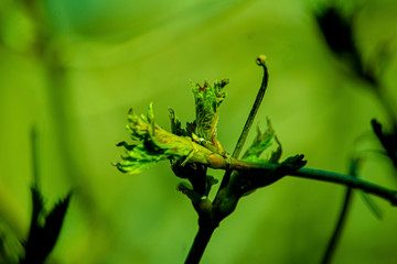 the kidneys, tree, screen, branch, april, spring