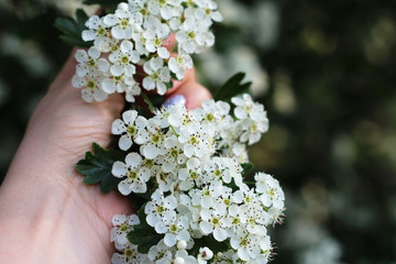 Blooming elderberry in a woman's hand. Small white flowers on a green background.
