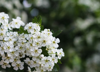 Small white flowers on a green background. Flowering trees. Flower background. Spring awakening.