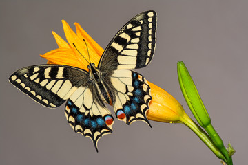 farfalla, macaone