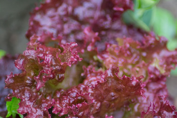 Small lettuce red leaves, texture, organic plant for fresh salad, edible, vegetable garden