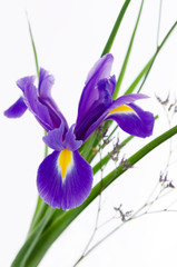 Blume Iris vor Weiß