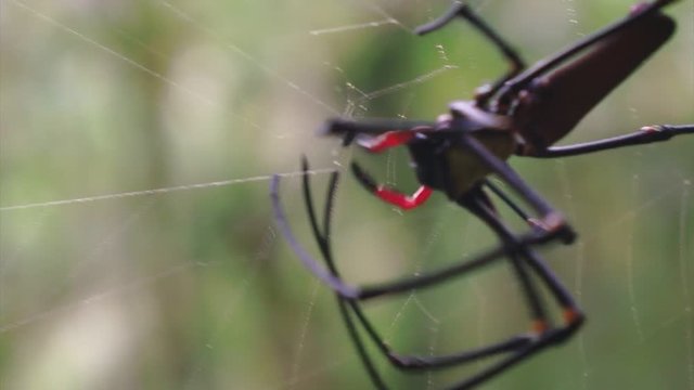 Australian long-jawed spider close up while is haunting and feeding on the web