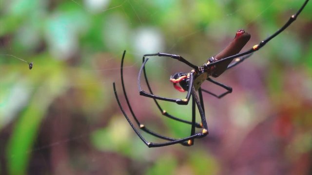 Australian long-jawed spider close up while is haunting and feeding on the web