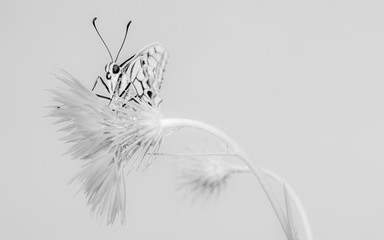 farfalla, macaone © Stefania Loriga