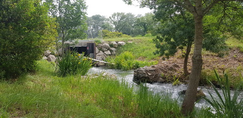 river in the forest