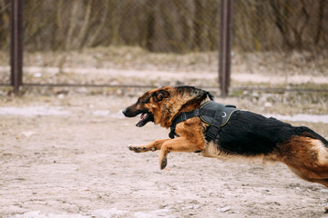 Fast running German Shepherd Dog at training. Alsatian Wolf Dog
