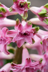 Terry hyacinth flowers in spring in the garden.
