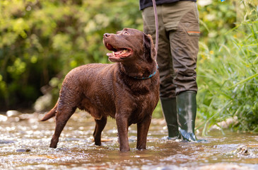 Chocolate-colored Labrador Retriever dog hunting with his master walking on the river