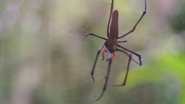Australian long-jawed spider close up while is haunting and feeding on the web